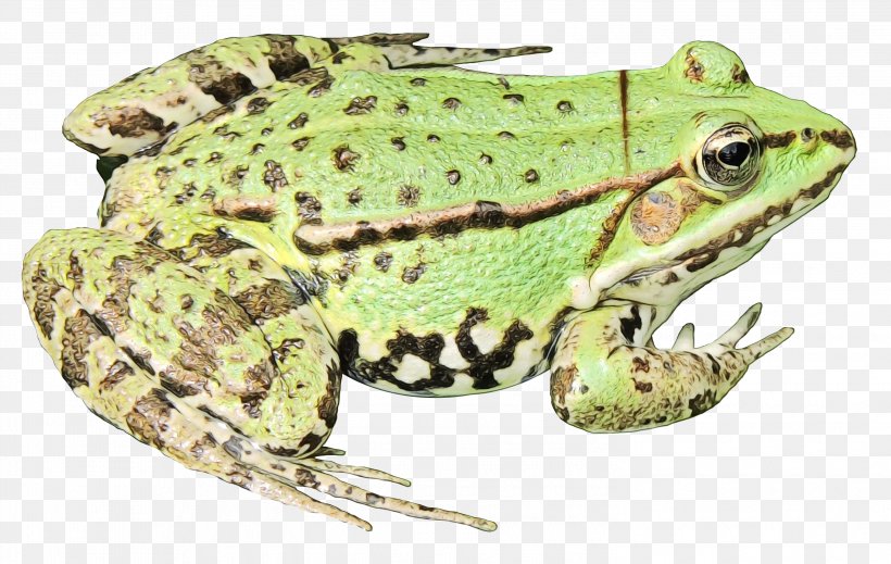 American Bullfrog Amphibians Toad Edible Frog, PNG, 2943x1866px, American Bullfrog, Adaptation, American Water Frogs, Amphibian, Amphibians Download Free