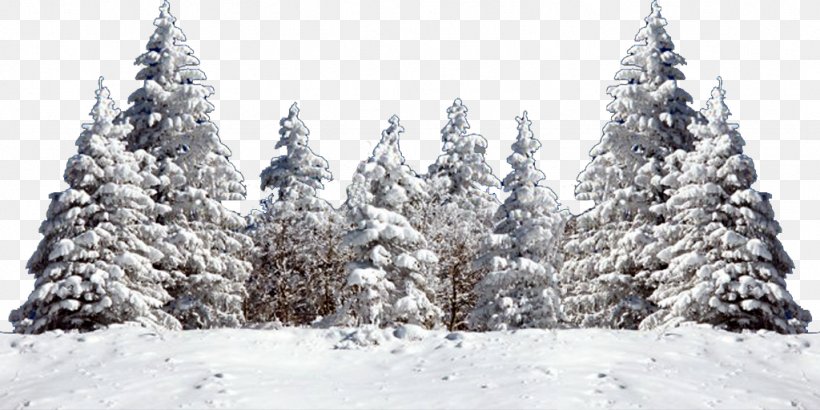 Christmas Tree Snow Fir Spruce, PNG, 1024x512px, Tree, Blizzard, Blog, Christmas Decoration, Christmas Tree Download Free