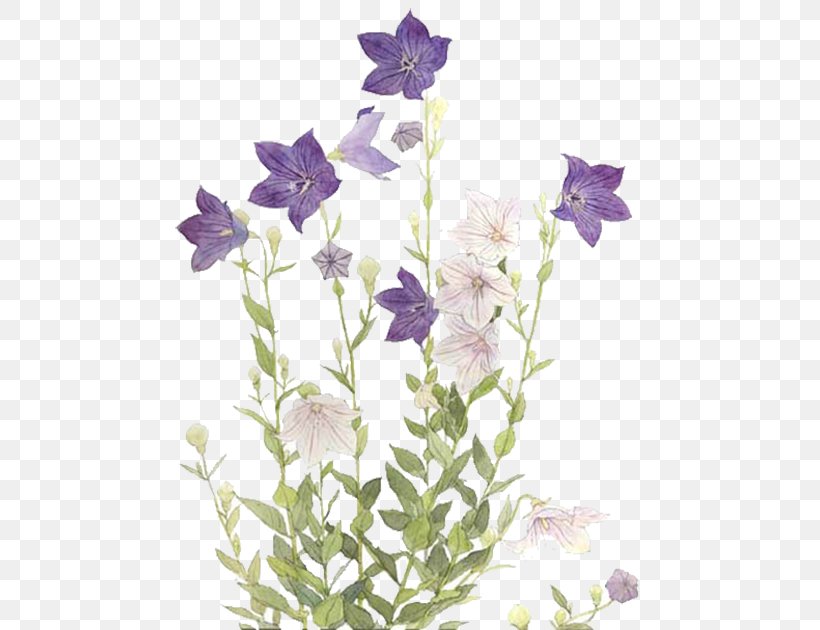 Flower Purple Tulip Blue, PNG, 500x630px, Flower, Blue, Designer, Drawing, Flora Download Free