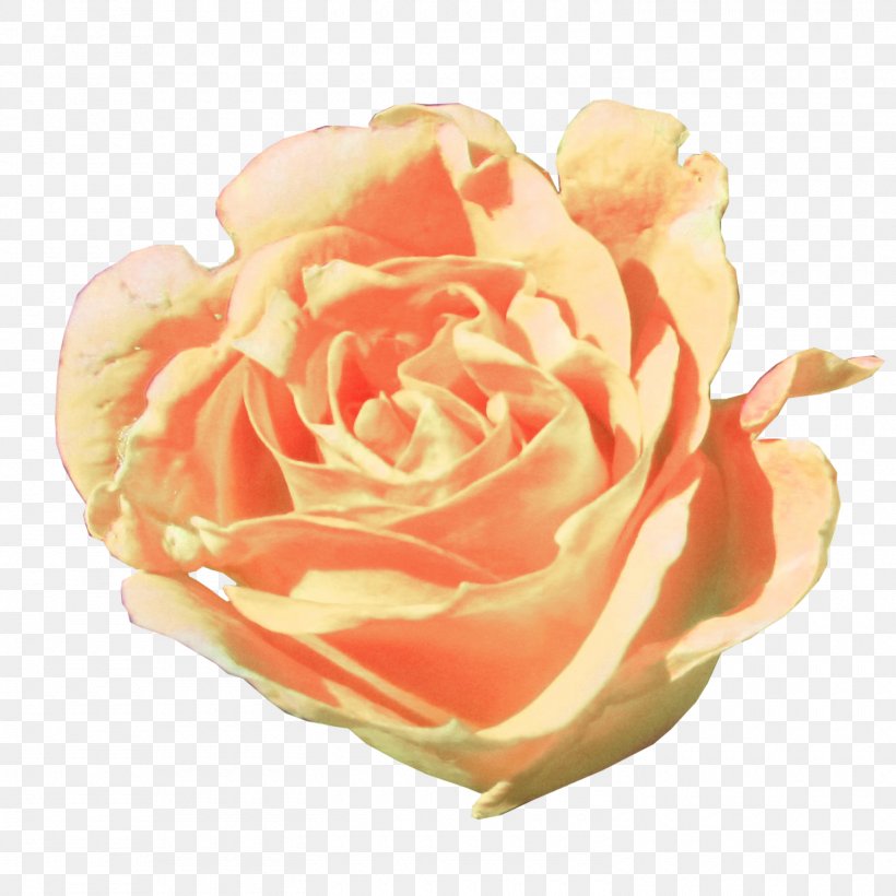 Garden Roses Cabbage Rose Floribunda Cut Flowers Petal, PNG, 1500x1500px, Garden Roses, Cabbage Rose, Camellia, Cut Flowers, Floribunda Download Free