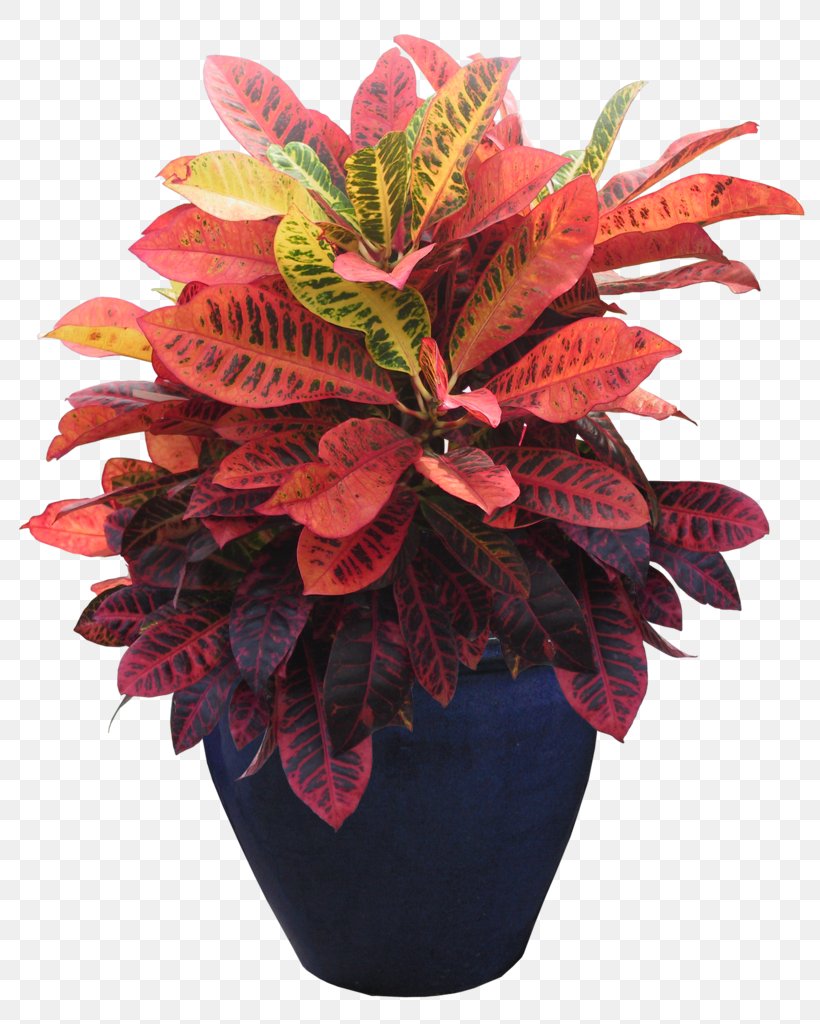 Grow Light Clip Art Houseplant Flowerpot, PNG, 815x1024px, Grow Light, Anthurium, Artificial Flower, Cactus, Cut Flowers Download Free