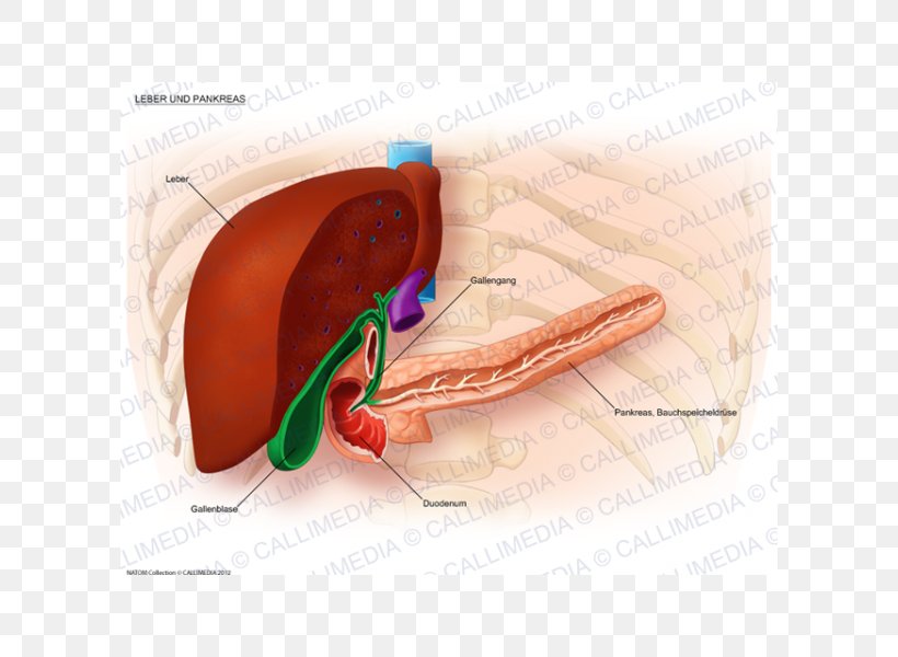 Liver Digestion Bile Duct Pancreas Metastasis, PNG, 600x600px, Watercolor, Cartoon, Flower, Frame, Heart Download Free