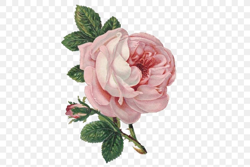 Rose Flower Clip Art, PNG, 500x547px, Rose, Cut Flowers, Floral Design, Floribunda, Flower Download Free