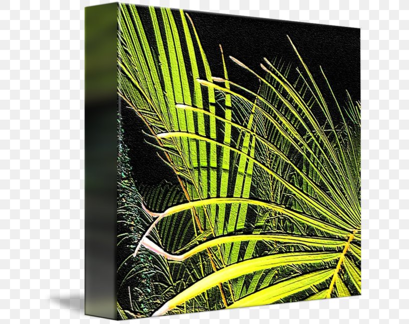 Arecaceae Grasses Leaf Tree, PNG, 645x650px, Arecaceae, Arecales, Grass, Grass Family, Grasses Download Free