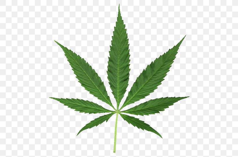 Medical Cannabis Cannabis Smoking Legalization Hemp, PNG, 500x544px ...