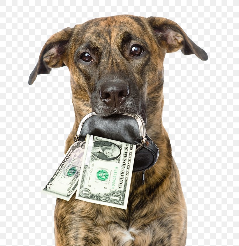 Pit Bull Pet Sitting Dog Grooming Money Dog Food, PNG, 800x844px, Pit Bull, Animal, Breeder, Dog, Dog Breed Download Free