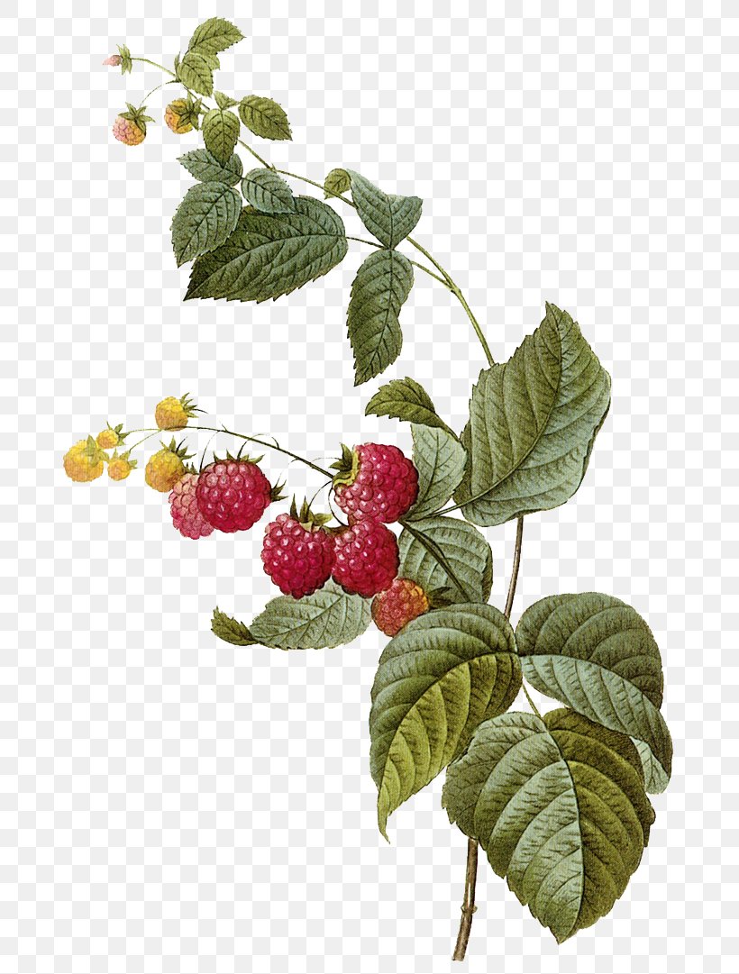 Red Raspberry Frutti Di Bosco Fruit Illustration, PNG, 710x1081px, Raspberry, Berry, Botanical Illustration, Botany, Branch Download Free