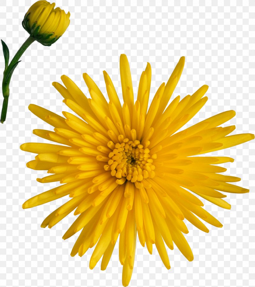 Breaking Away Chrysanthemum Dandelion Marguerite Daisy Cut Flowers, PNG, 1064x1200px, Breaking Away, Annual Plant, Argyranthemum, Aster, Chrysanthemum Download Free
