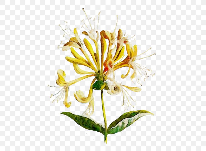 Flower Plant Honeysuckle Petal Shrub, PNG, 485x600px, Watercolor, Flower, Herbaceous Plant, Honeysuckle, Honeysuckle Family Download Free