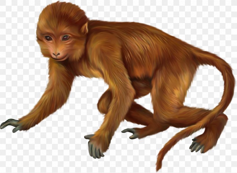 Primate Monkey Animal, PNG, 1280x939px, Primate, Animal, Animation, Cercopithecidae, Fauna Download Free
