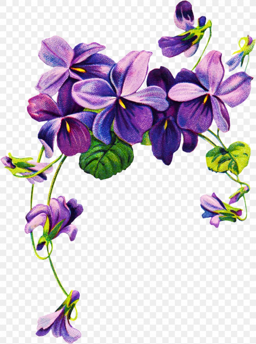Sweet Violet African Violets Purple Clip Art, PNG, 1487x2000px, Sweet Violet, African Violets, Cut Flowers, Drawing, Flora Download Free