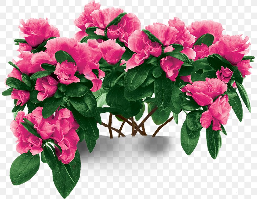 Azalea Houseplant Rhododendron Simsii Garden, PNG, 808x634px, Azalea, Adenium Obesum, African Violets, Aloe Vera, Annual Plant Download Free