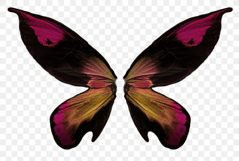 Image Butterfly Collage Photograph, PNG, 800x554px, Butterfly, Brush Footed Butterfly, Collage, Copyright, Insect Download Free