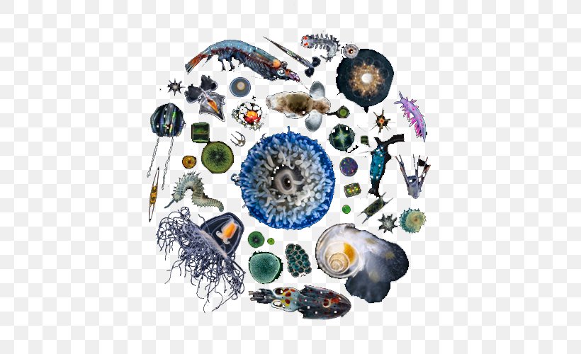 Zooplankton Marine Biology Oceanography Organism, PNG, 500x500px, Plankton, Biology, Marine Biology, Marine Ecosystem, Marine Life Download Free