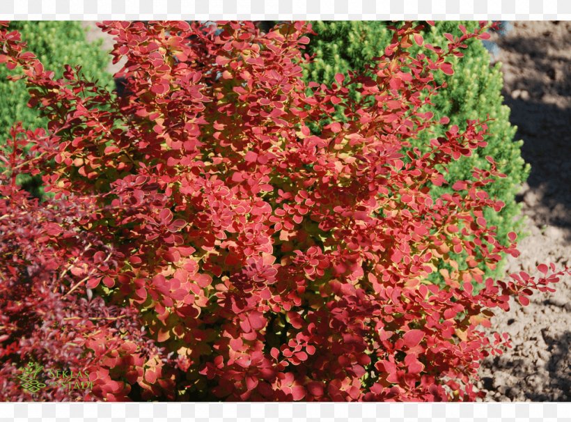 Barberry Subshrub Tree Groundcover, PNG, 1000x740px, Barberry, Annual Plant, Berberis, Flower, Groundcover Download Free