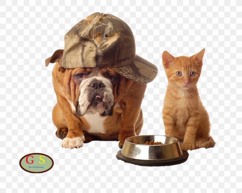 Cat Food Dog Kitten Pet, PNG, 1000x800px, Cat, Carnivoran, Cat Food, Cat Like Mammal, Chicken Meat Download Free