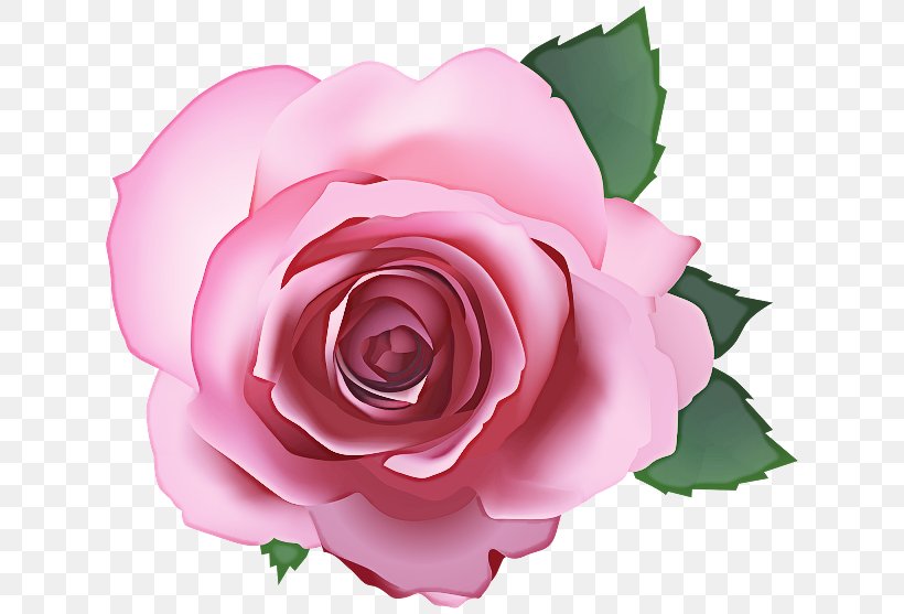 Garden Roses, PNG, 640x557px, Garden Roses, Floribunda, Flower, Flowering Plant, Hybrid Tea Rose Download Free