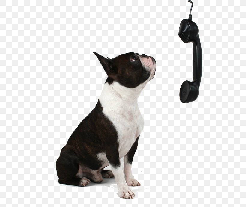 Boston Terrier North Ridge Veterinary Hospital Cat Pet Shop, PNG, 800x690px, Boston Terrier, Carnivoran, Cat, Collar, Dog Download Free