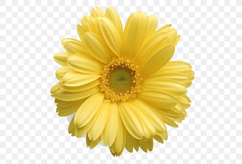 Clip Art Flower Vector Graphics Yellow, PNG, 740x555px, Flower, Chrysanths, Common Daisy, Cut Flowers, Daisy Download Free