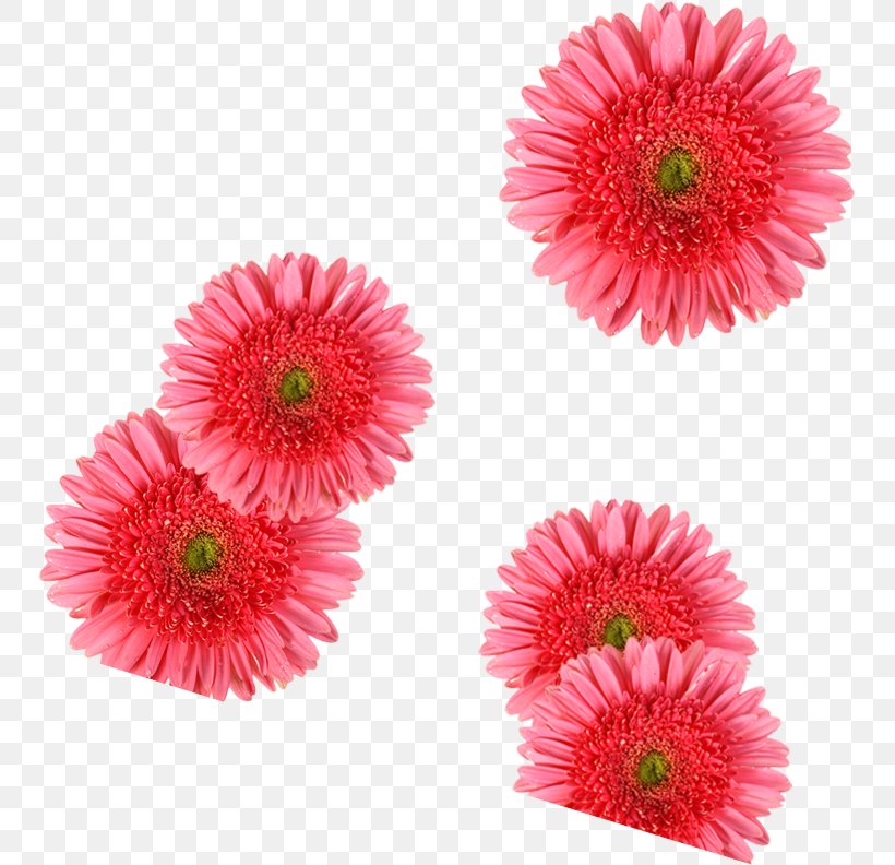 Cut Flowers Transvaal Daisy Stock Photography, PNG, 747x792px, Cut Flowers, Annual Plant, Artificial Flower, Aster, Blume Download Free