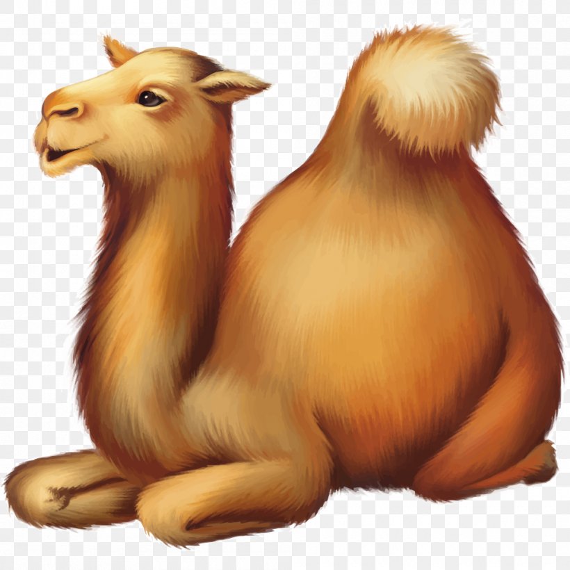 Dromedary Bactrian Camel Cartoon Stock Photography, PNG, 1000x1000px, Dromedary, Bactrian Camel, Camel, Camel Like Mammal, Carnivoran Download Free