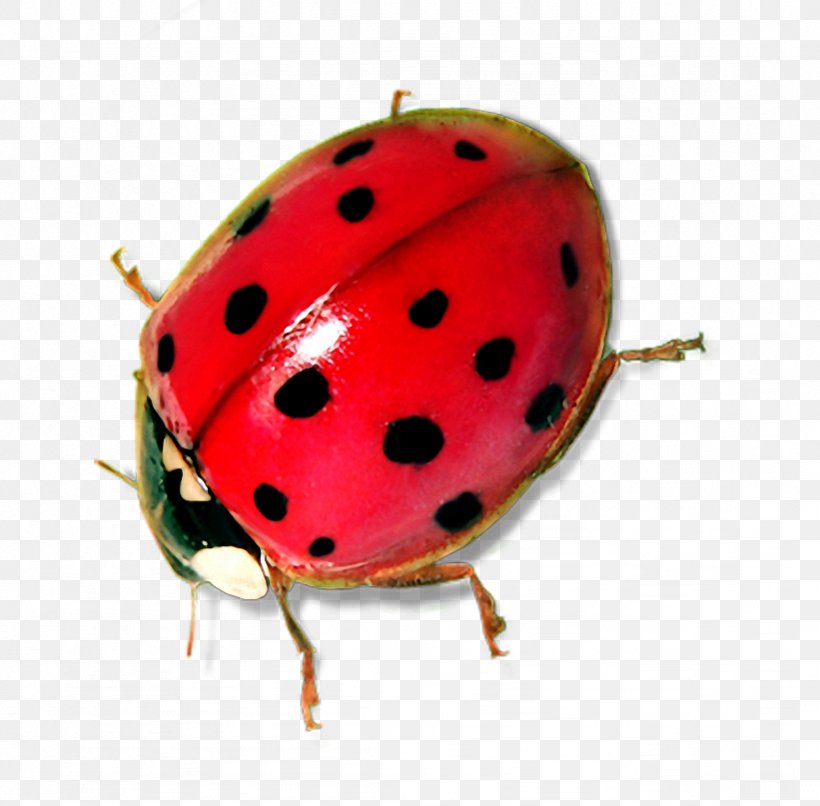 Insect Ladybird Clip Art, PNG, 821x807px, Insect, Arthropod, Beetle, Digital Image, Fruit Download Free