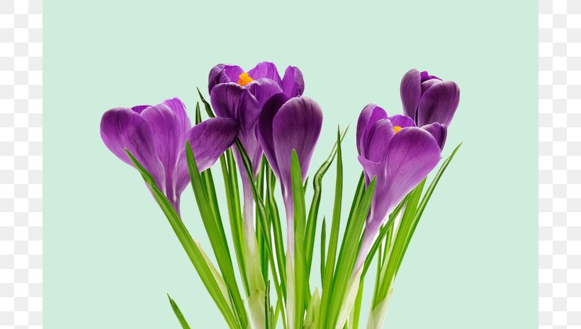 Southminster United Church Crocus Spring Flower Primăvara, PNG, 700x465px, Crocus, Alternation, Cut Flowers, Docme, Flower Download Free