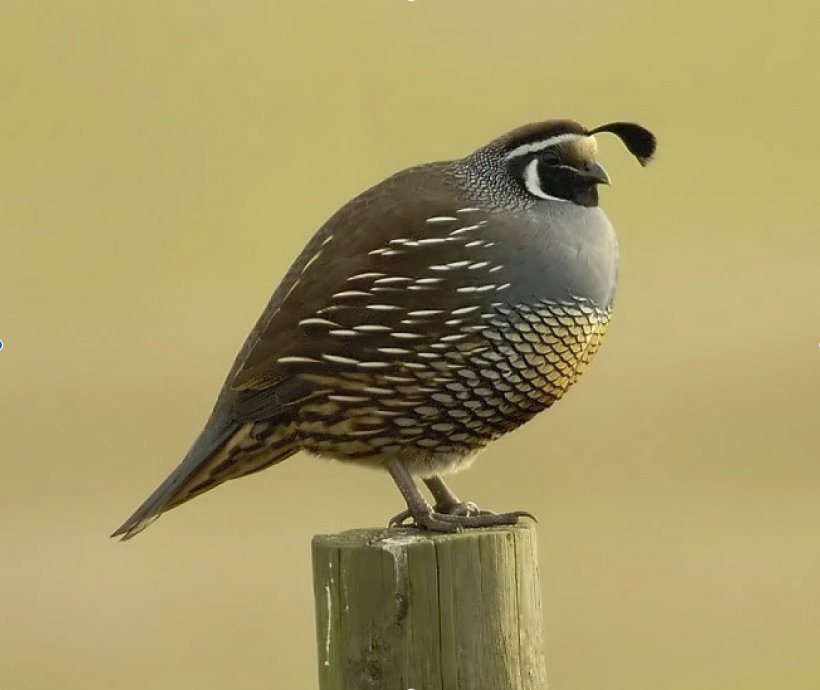 California Quail Bird Gambel's Quail, PNG, 1304x1098px, California, Beak, Bird, California Condor, California Quail Download Free