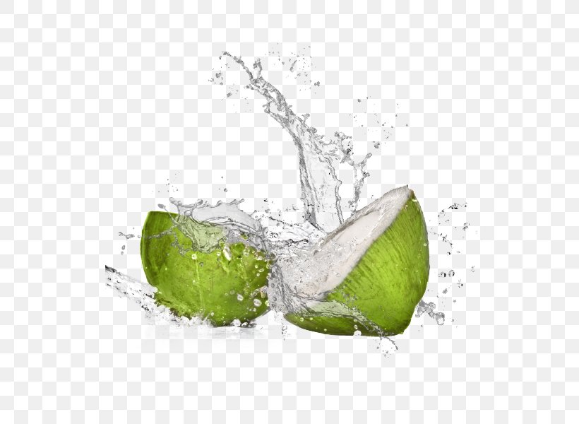 Coconut Water Key Lime Still Life Photography Desktop Wallpaper, PNG, 600x600px, Coconut Water, Bottle, Citrus, Computer, Food Download Free