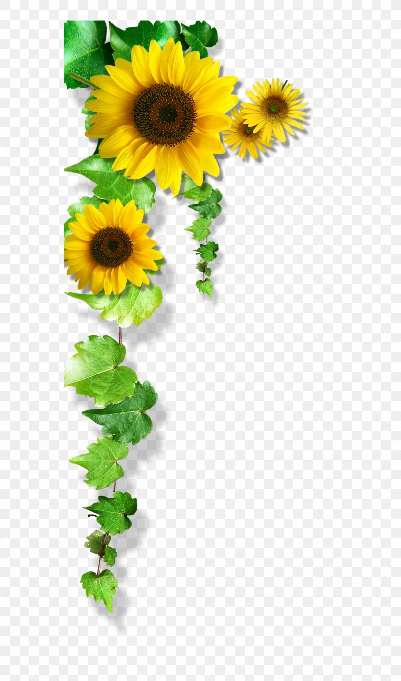 Common Sunflower Yellow, PNG, 1242x2109px, Common Sunflower, Daisy, Daisy Family, Flora, Floral Design Download Free