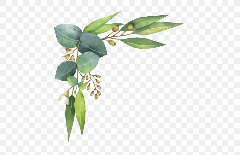 Eucalyptus Polyanthemos Royalty-free Watercolor Painting Illustration, PNG, 521x531px, Eucalyptus Polyanthemos, Branch, Flower, Gum Trees, Leaf Download Free