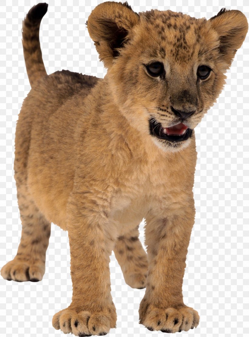 Lion Tiger, PNG, 1700x2305px, Lion, Big Cats, Carnivoran, Cat Like Mammal, Fur Download Free