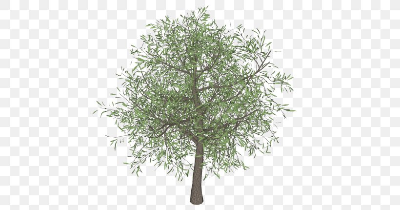 Olive Branch Tree Template, PNG, 700x430px, 3d Computer Graphics, Olive, Branch, Information, Oak Download Free