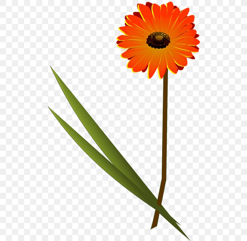 Transvaal Daisy Daisy Family Common Daisy Clip Art, PNG, 518x800px, Transvaal Daisy, Chrysanthemum, Common Daisy, Common Sunflower, Cut Flowers Download Free