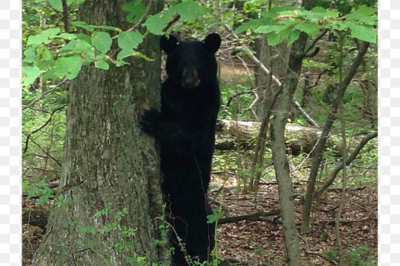 American Black Bear Bear Hunting Colorado, PNG, 900x600px, American Black Bear, Animal, Bear, Bear Hunting, Carnivoran Download Free