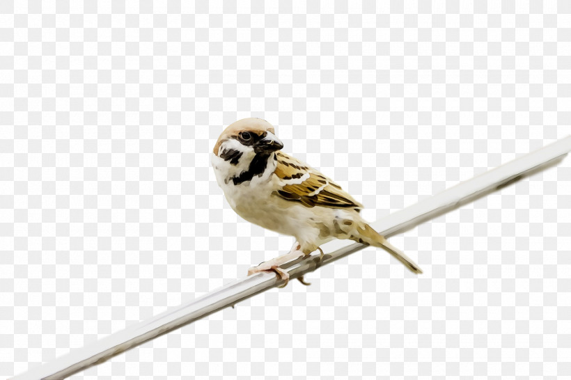 Bird Beak Sparrow Songbird Perching Bird, PNG, 1920x1280px, Bird, Beak, Finch, House Sparrow, Paint Download Free