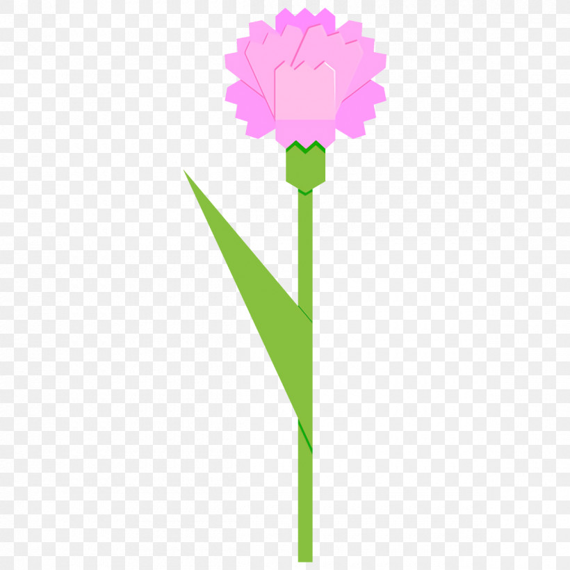 Carnation Flower, PNG, 1200x1200px, Carnation, Cut Flowers, Flower, Pink, Plant Download Free