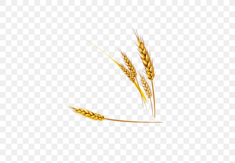 Emmer Einkorn Wheat Euclidean Vector, PNG, 567x567px, Emmer, Cereal, Cereal Germ, Commodity, Einkorn Wheat Download Free