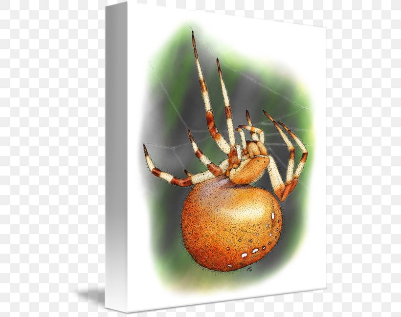 European Garden Spider Widow Spiders Imagekind Art, PNG, 529x650px, European Garden Spider, Angulate Orbweavers, Arachnid, Araneus, Art Download Free