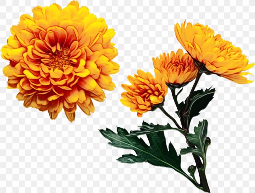 Orange, PNG, 1200x908px, Watercolor, Calendula, English Marigold, Flower, Flowering Plant Download Free