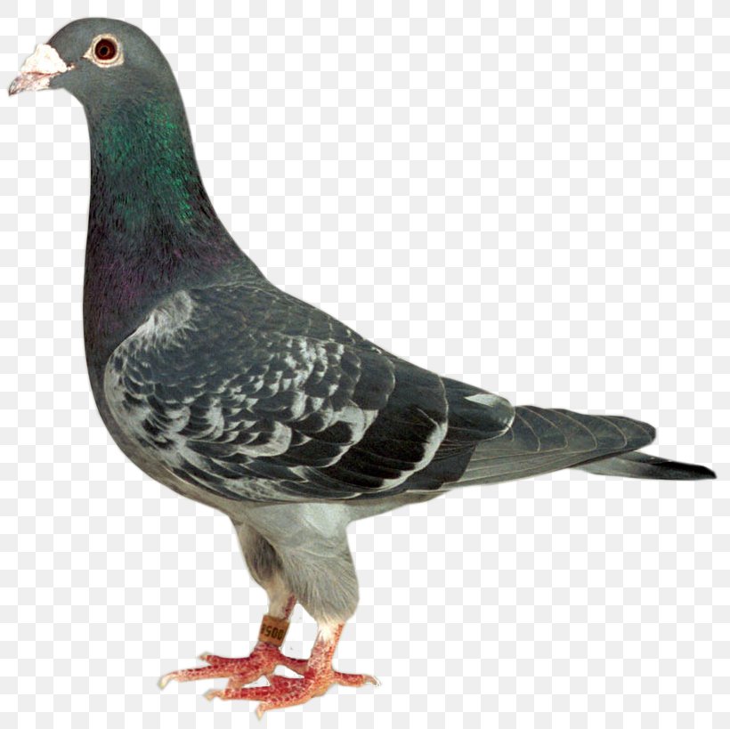 Racing Homer Homing Pigeon Columbidae Stock Dove Bird, PNG, 819x819px, Racing Homer, Beak, Bird, Columbidae, Domestic Pigeon Download Free