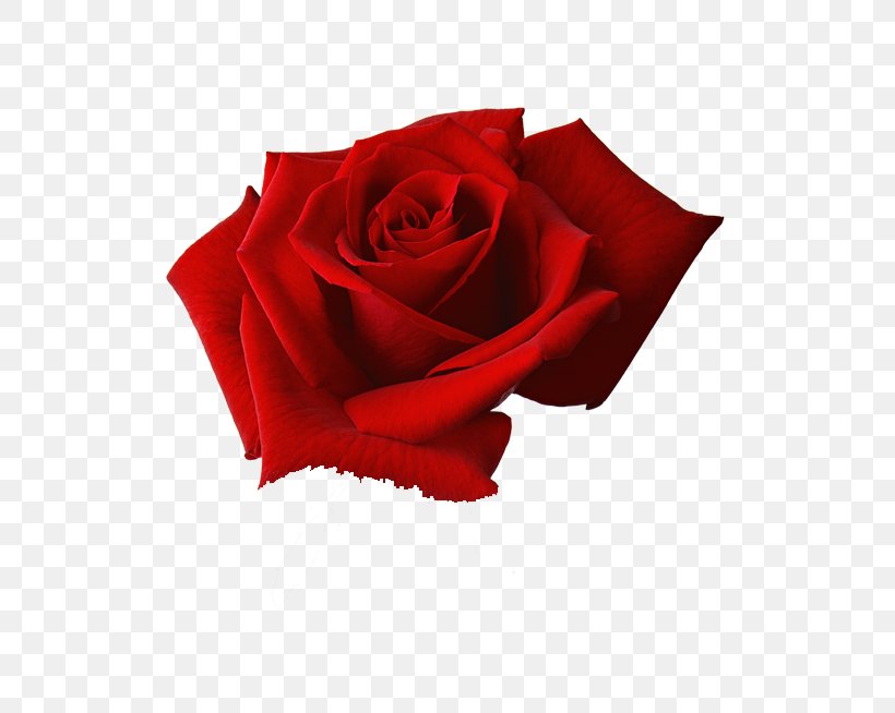 Rose Flower Clip Art, PNG, 630x654px, Rose, Cut Flowers, Flower, Flower Bouquet, Flowering Plant Download Free