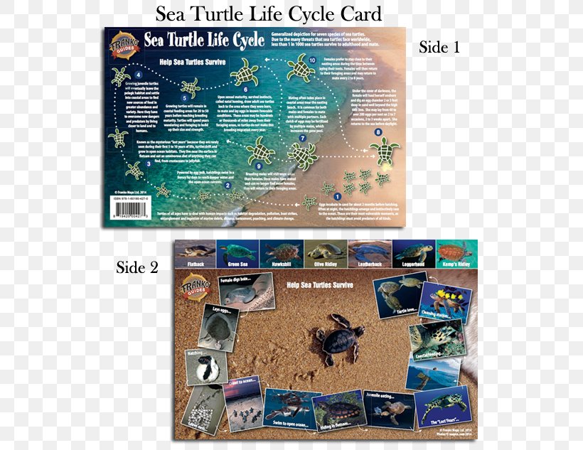 Sea Turtle Snorkeling Dollar Bill Map, PNG, 540x633px, Turtle, Dollar Bill, Ecosystem, Fauna, Identity Document Download Free