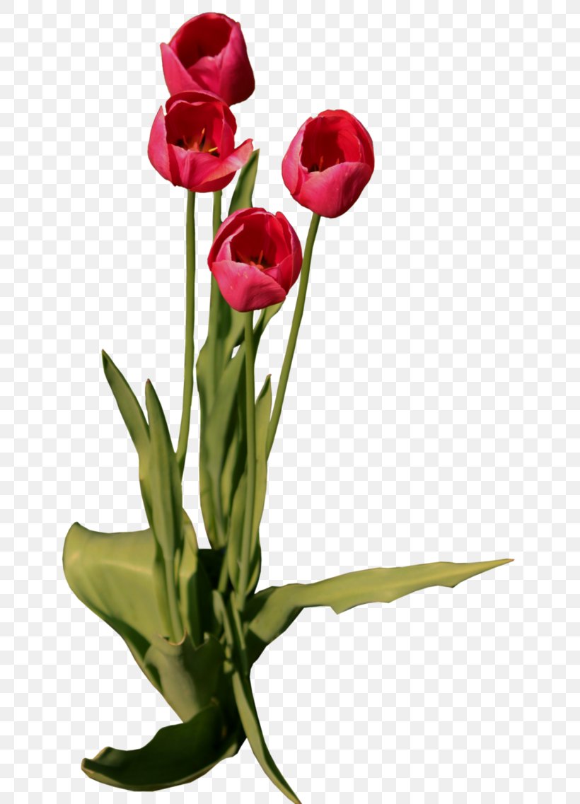 Tulip Floral Design Flower, PNG, 703x1137px, Tulip, Cut Flowers, Floral Design, Floristry, Flower Download Free