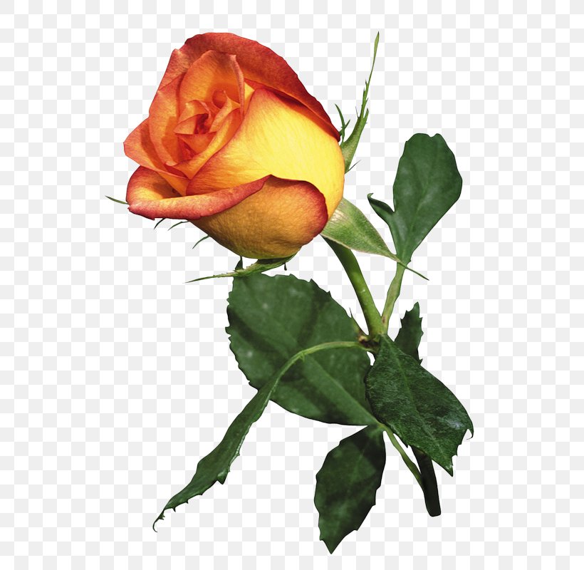 Garden Roses Best Roses Orange, PNG, 544x800px, Garden Roses, Best Roses, Bud, Color, Cut Flowers Download Free