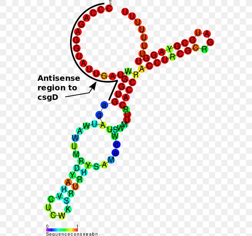Non-coding RNA OmrA-B RNA Antisense RNA Shine-Dalgarno Sequence, PNG, 575x768px, Noncoding Rna, Antisense Rna, Area, Art, Biomolecular Structure Download Free