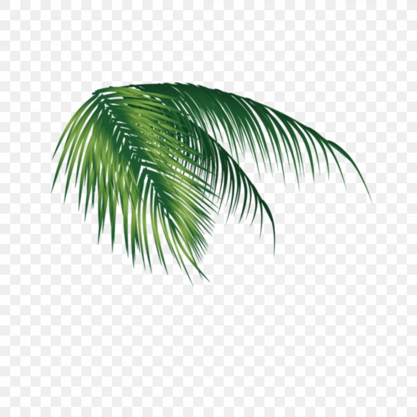 Palm Trees Coconut Clip Art Image, PNG, 2289x2289px, Palm Trees, Arecales, Attalea Speciosa, Botany, Coconut Download Free