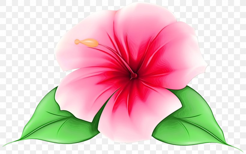 Pink Flower Cartoon, PNG, 1368x855px, Watercolor, Annual Plant, Botany,  Chinese Hibiscus, Closeup Download Free