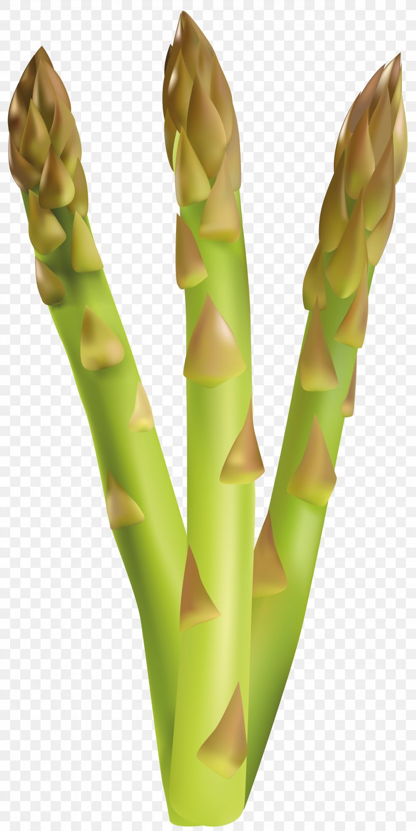 Asparagus Vegetable Clip Art, PNG, 4002x8000px, Bunch Of Asparagus, Asparagus, Finger, Food, Hand Download Free