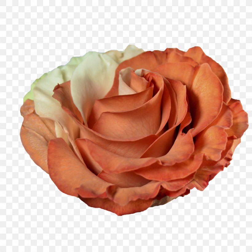 Centifolia Roses Pink Orange Peach Garden Roses, PNG, 1417x1417px, Centifolia Roses, Blue, Color, Coral, Cut Flowers Download Free
